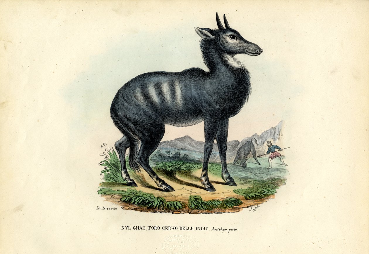 Nilgai da Raimundo Petraroja