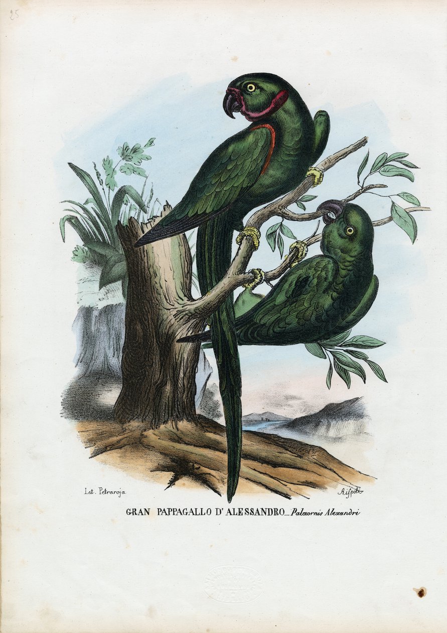 Parrocchetto dal collare, 1863-79 da Raimundo Petraroja