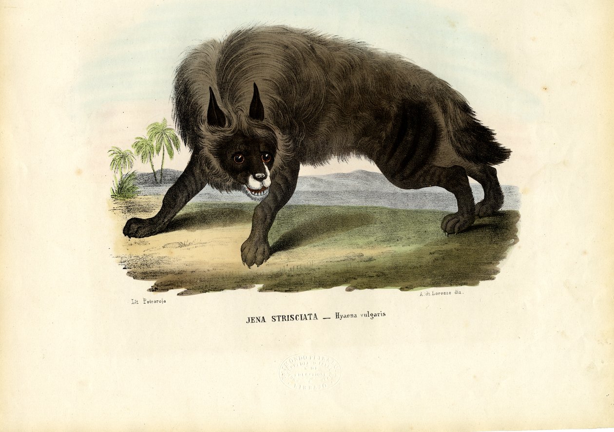 Iena striata, 1863-79 da Raimundo Petraroja