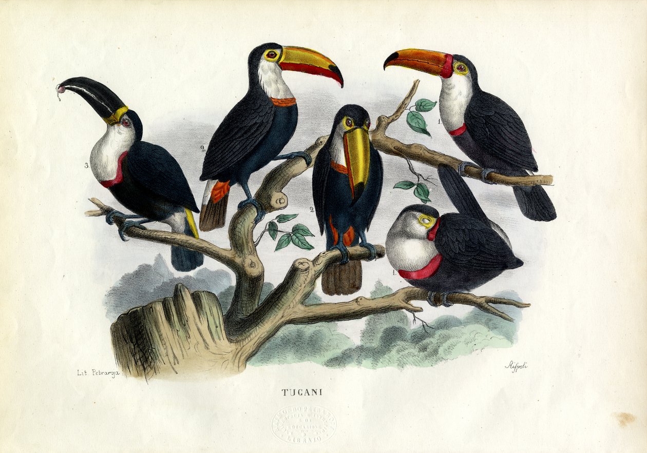 Tucani, 1863-79 da Raimundo Petraroja