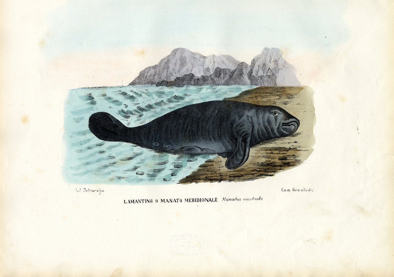 Lamantino dei Caraibi, 1863-79 da Raimundo Petraroja