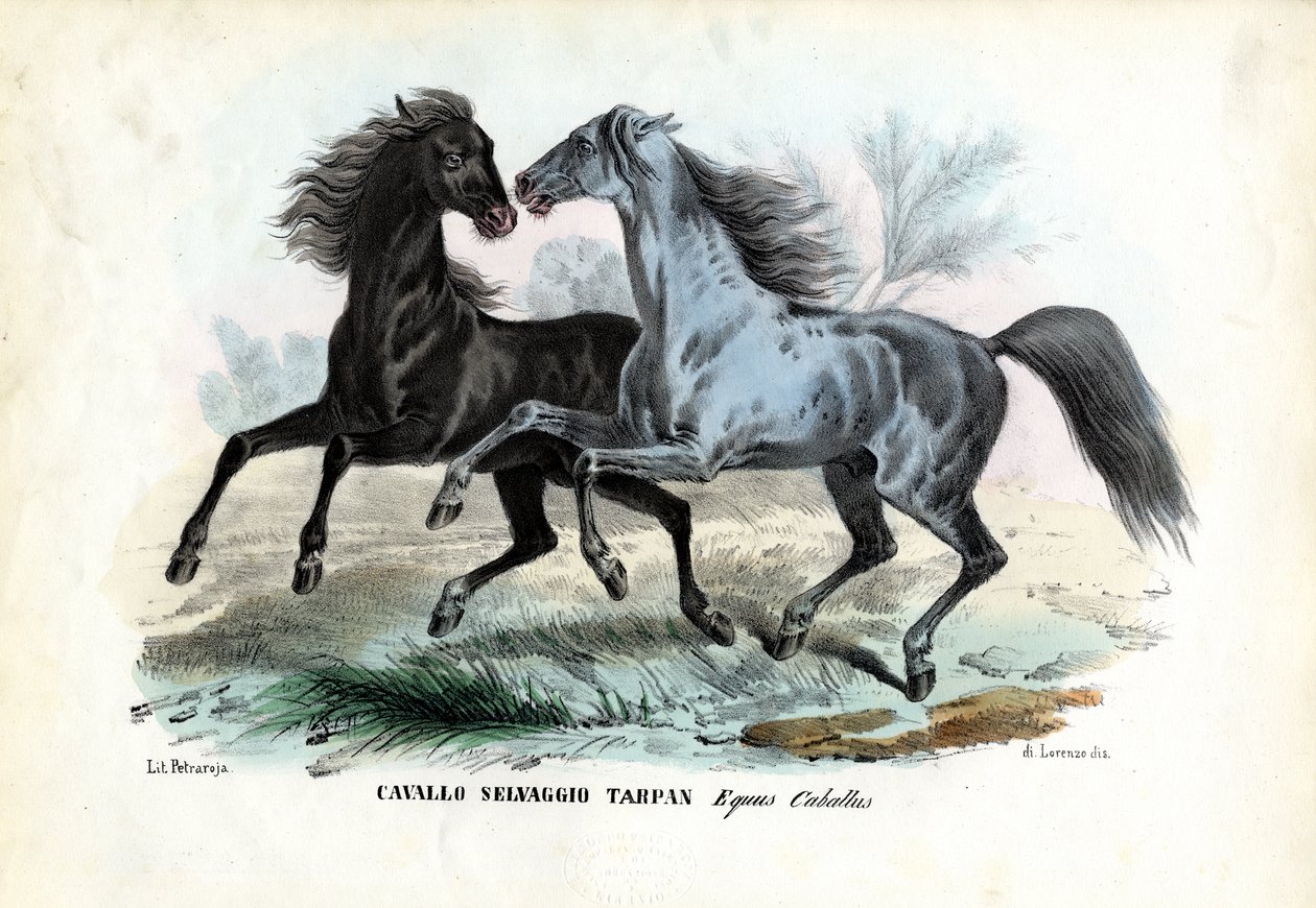Cavalli selvaggi da Raimundo Petraroja