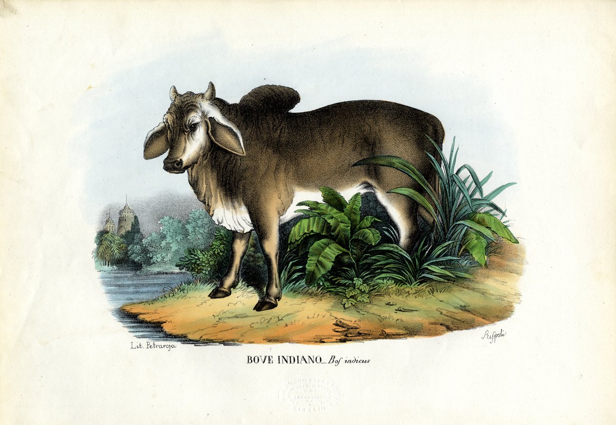 Zebu da Raimundo Petraroja