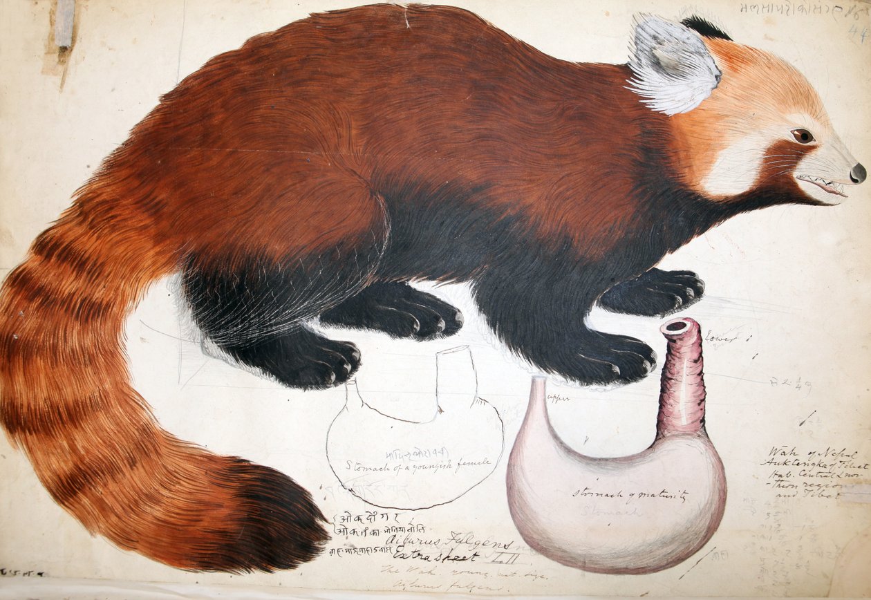 Manoscritti di Hodgson Panda Rosso, 1831-47 da Raj Man Singh