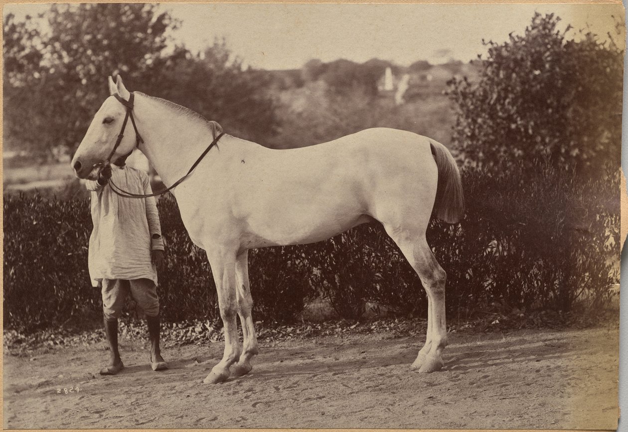 Il cavallo del capitano Bailward, Jhansi (verso, a destra) da Raja Deen Dayal