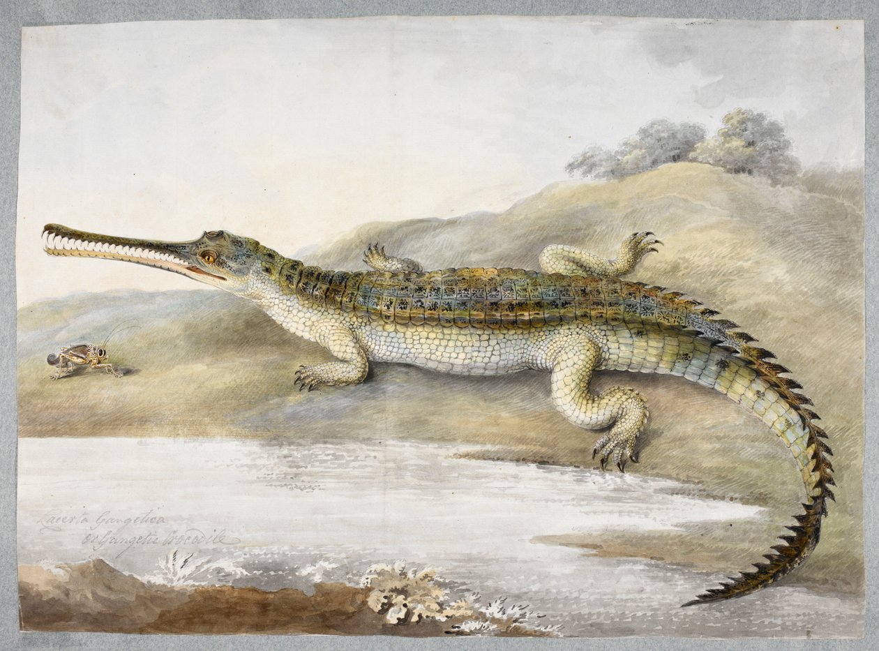 Un gaviale o coccodrillo gangetico faccia a faccia con una cavalletta, c.1820 da Ram Sita