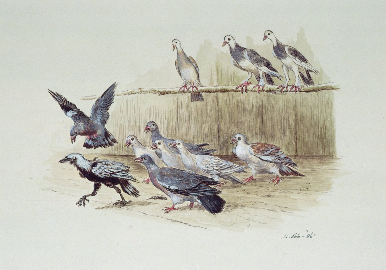 La taccola e le colombe da Randolph Caldecott