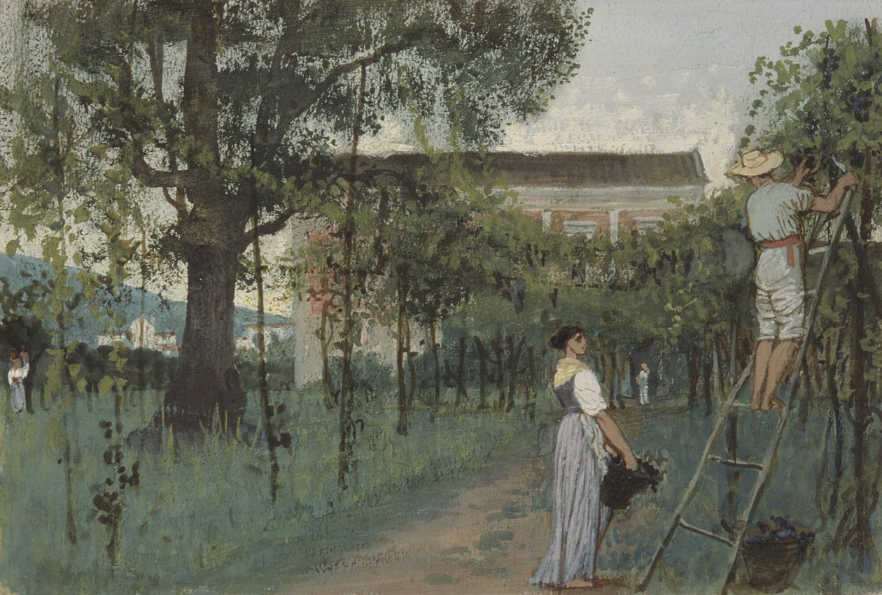 Raccolta dell