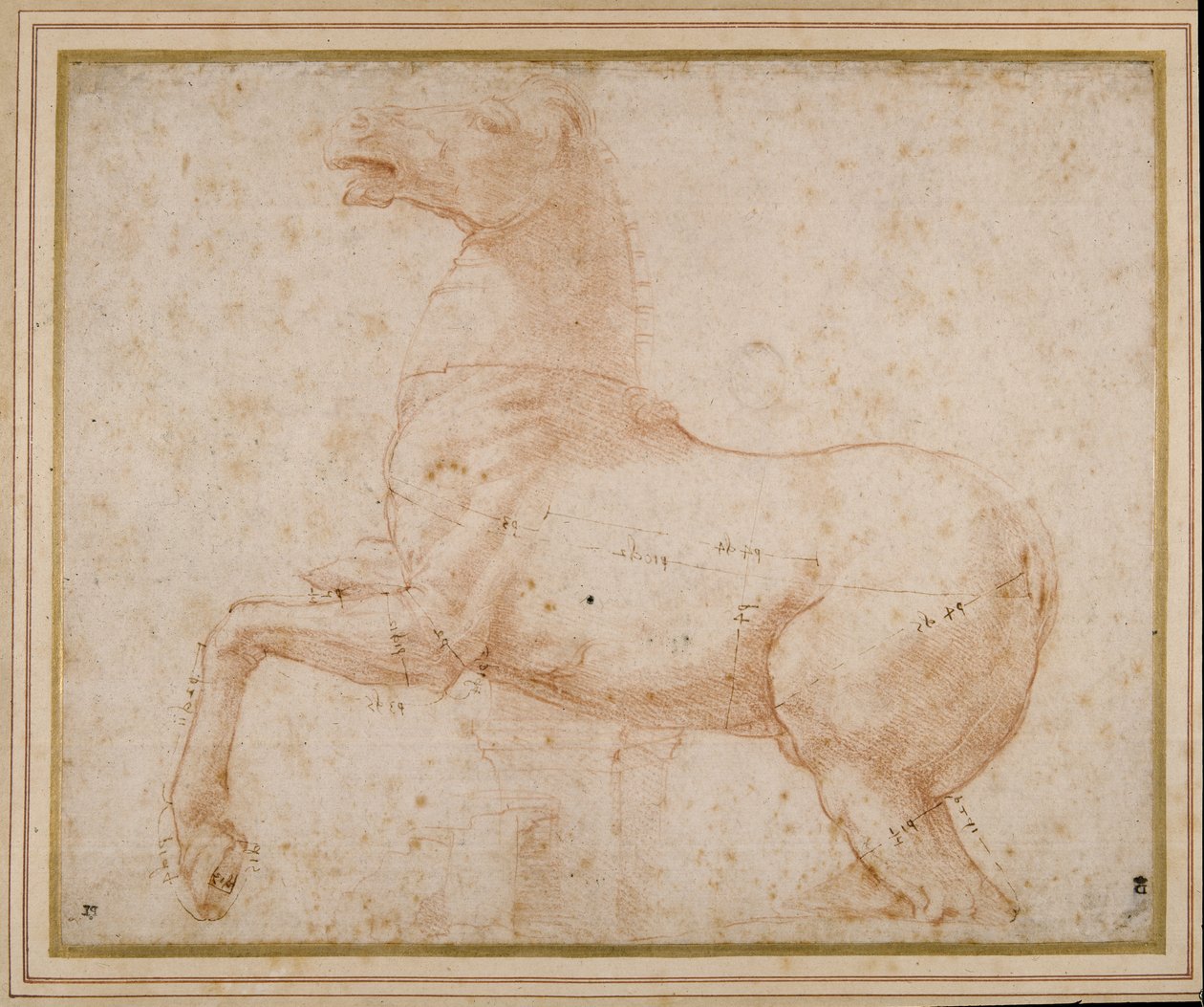 Studio di un cavallo da Raphael