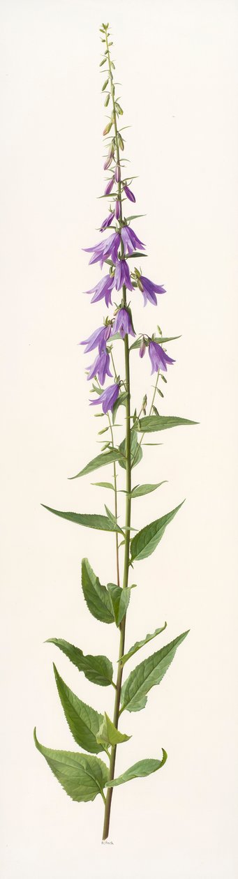 Specie di Adenophora (olio su carta) da Raymond Booth