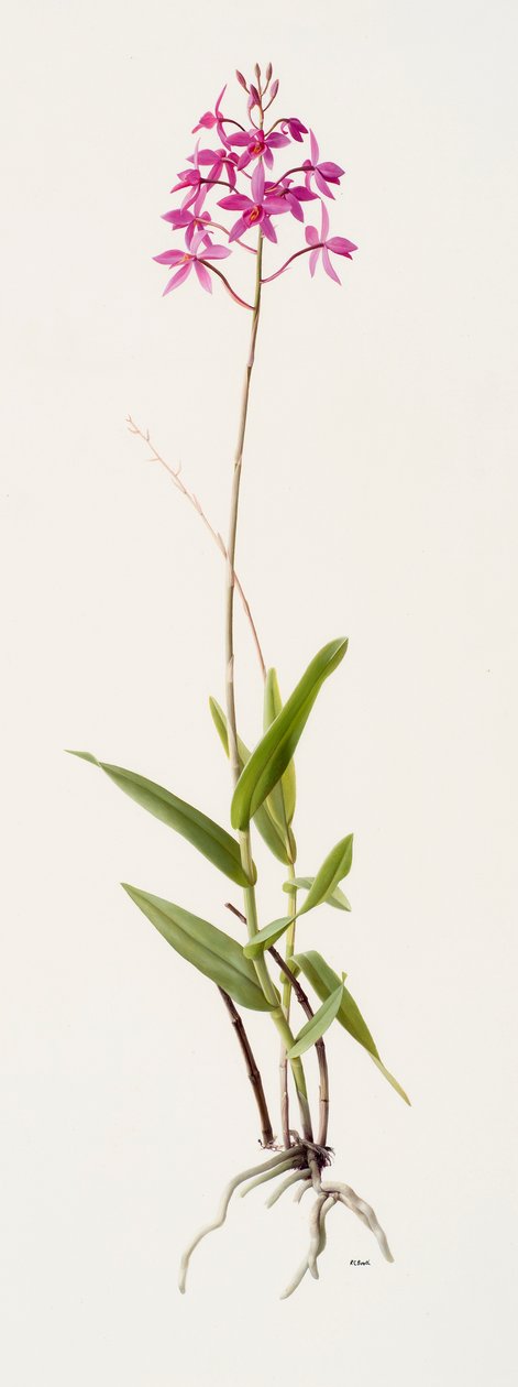 Barkeria skinneri (olio su carta) da Raymond Booth