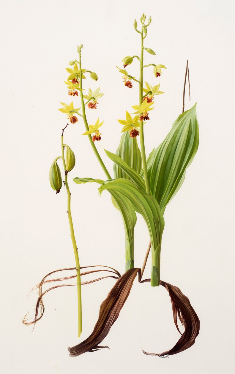 Calanthe tricarinata (olio su carta) da Raymond Booth