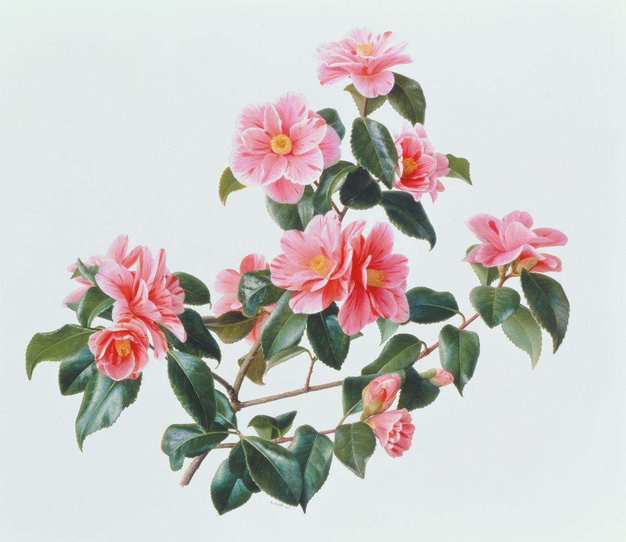 Camellia Japonica Tricolor da Raymond Booth