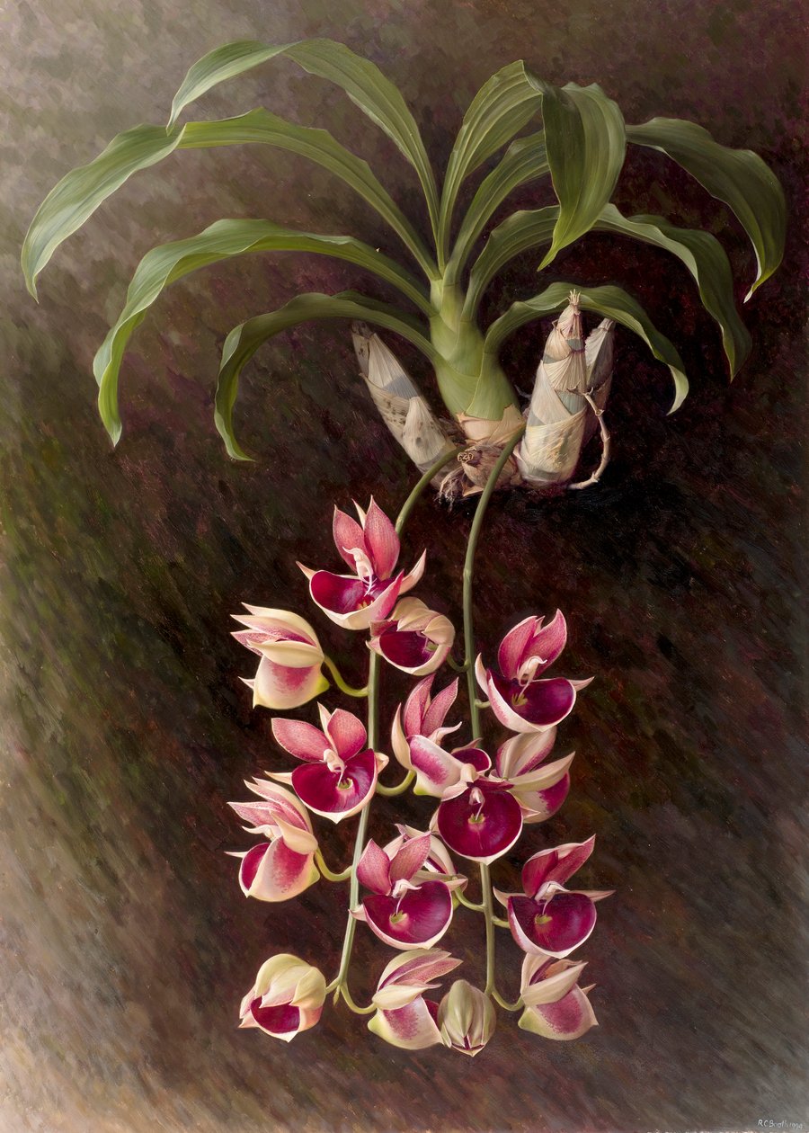 Catasetum pileatum "Pierre Couret da Raymond Booth