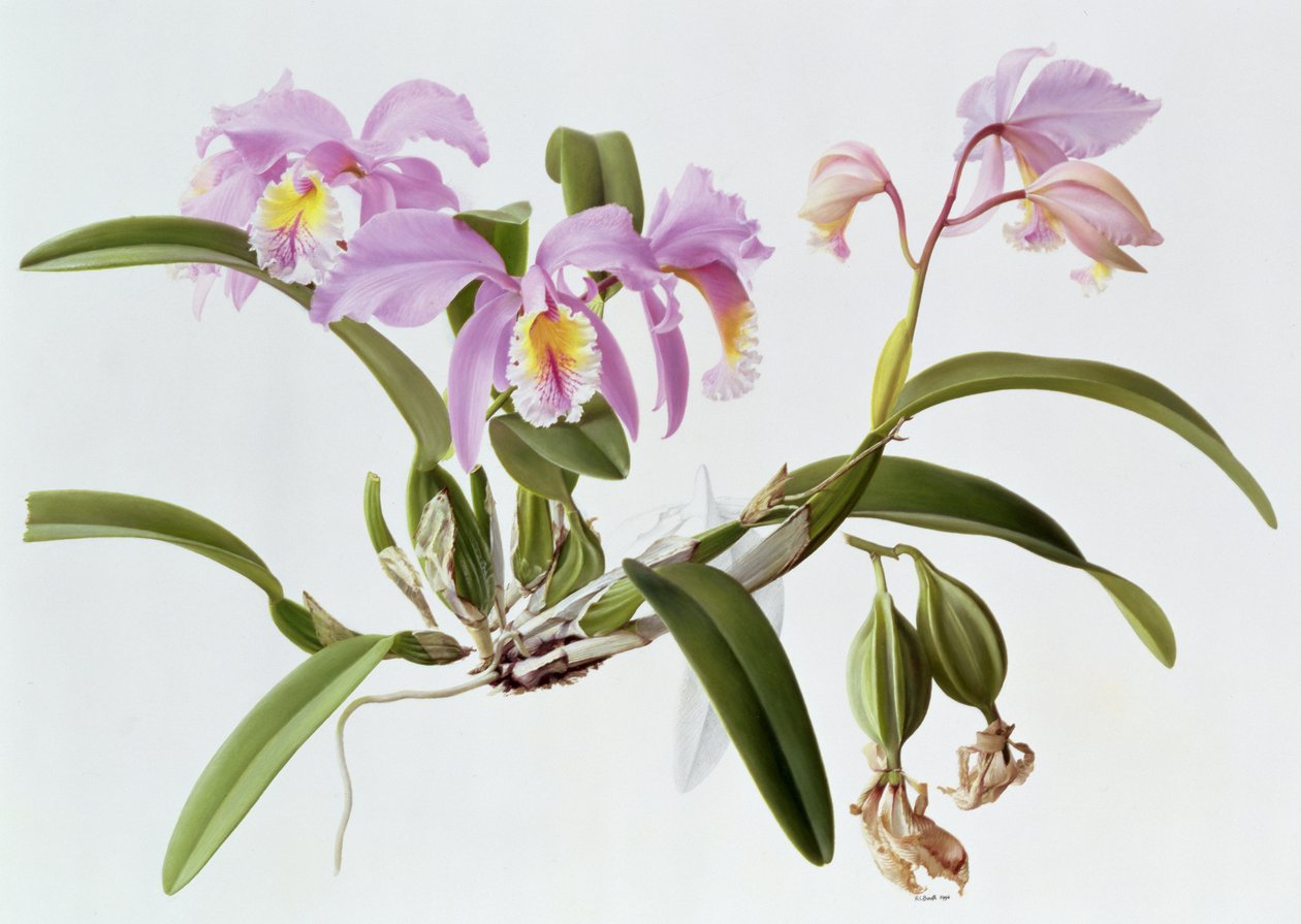 Cattleya Mossiae da Raymond Booth