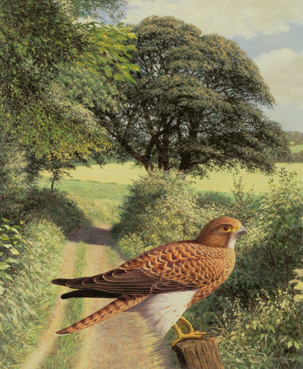 Falco sul palo del cancello da Raymond Booth
