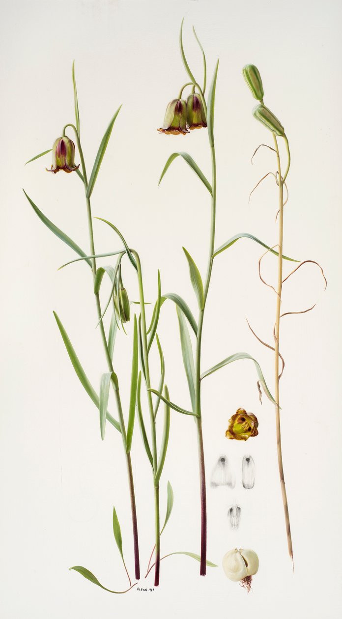 Fritillaria da Raymond Booth