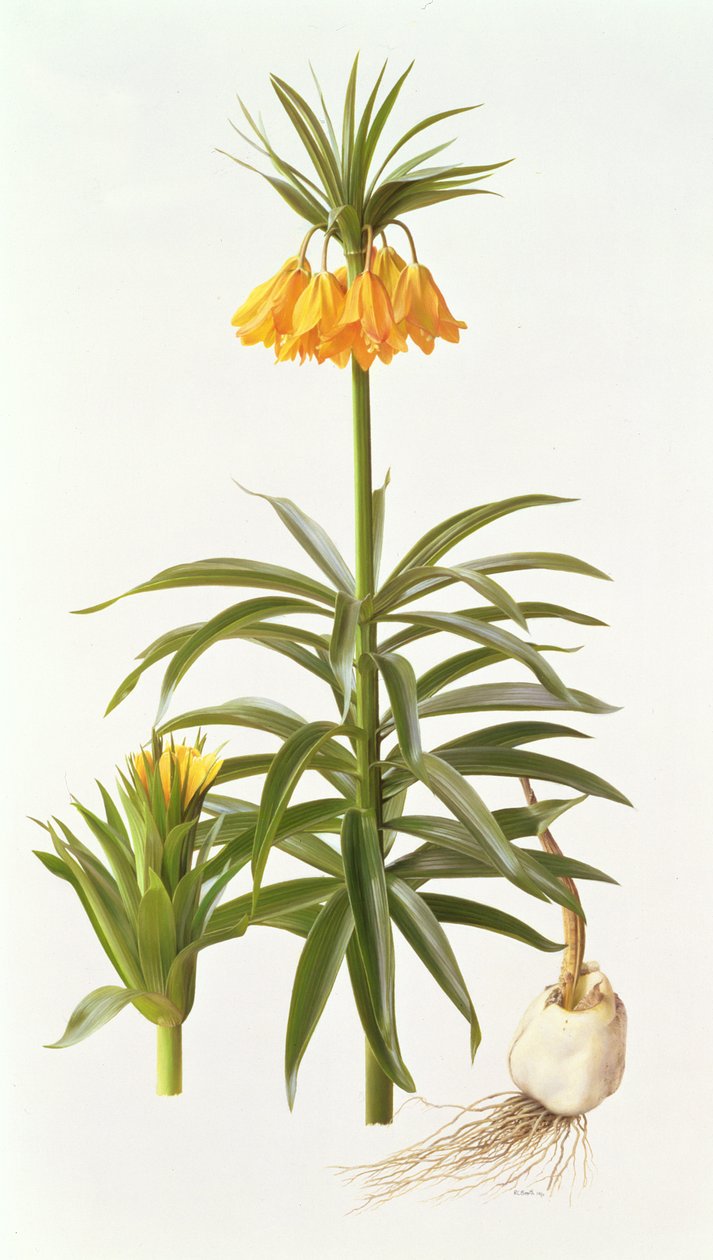 Fritillaria Eduardii da Raymond Booth