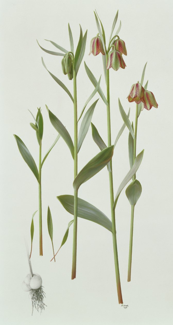 Fritillaria Hermonis Amana da Raymond Booth