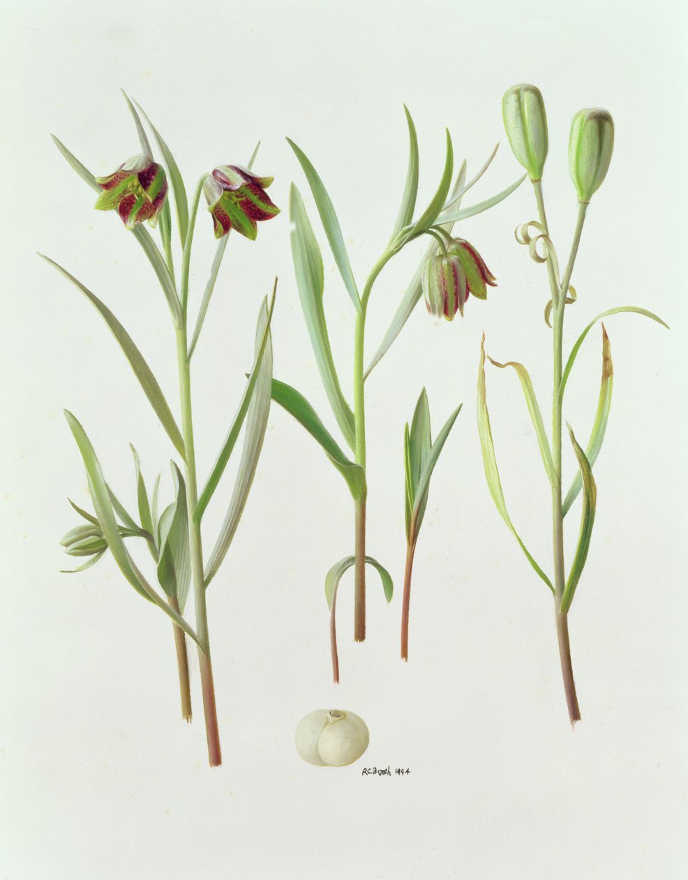 Fritillaria Kurdica da Raymond Booth