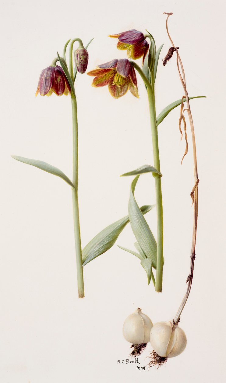 Fritillaria daviesii da Raymond Booth