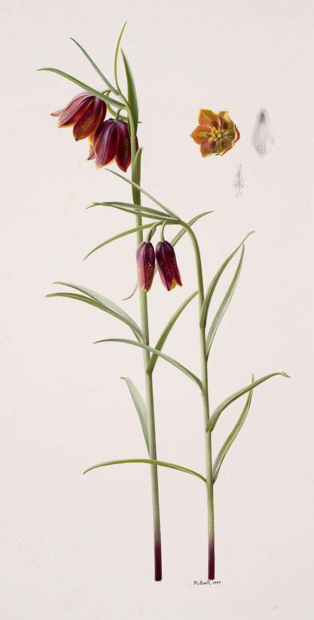 Fritillaria gracilis (olio su carta) da Raymond Booth