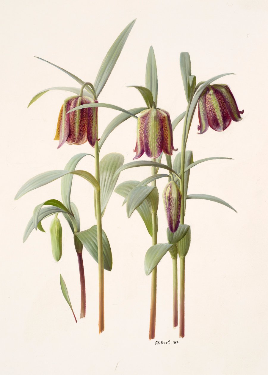Fritillaria kotschyana da Raymond Booth