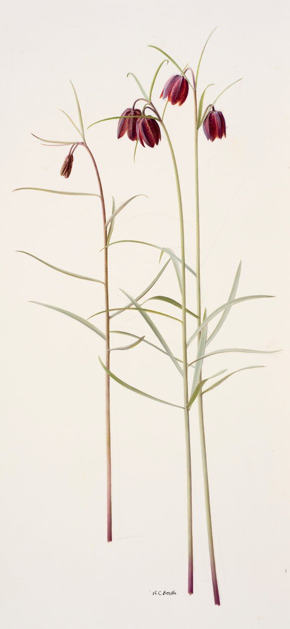 Fritillaria montana (olio su carta) da Raymond Booth