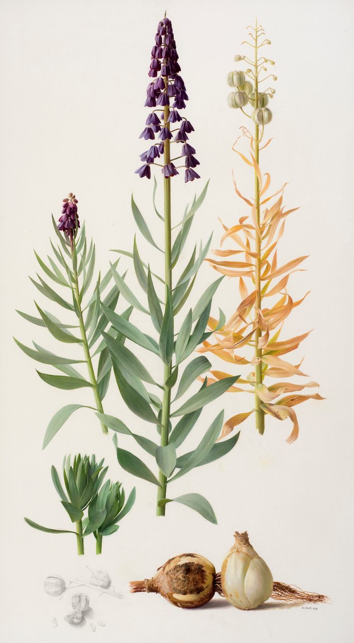 Fritillaria persica da Raymond Booth