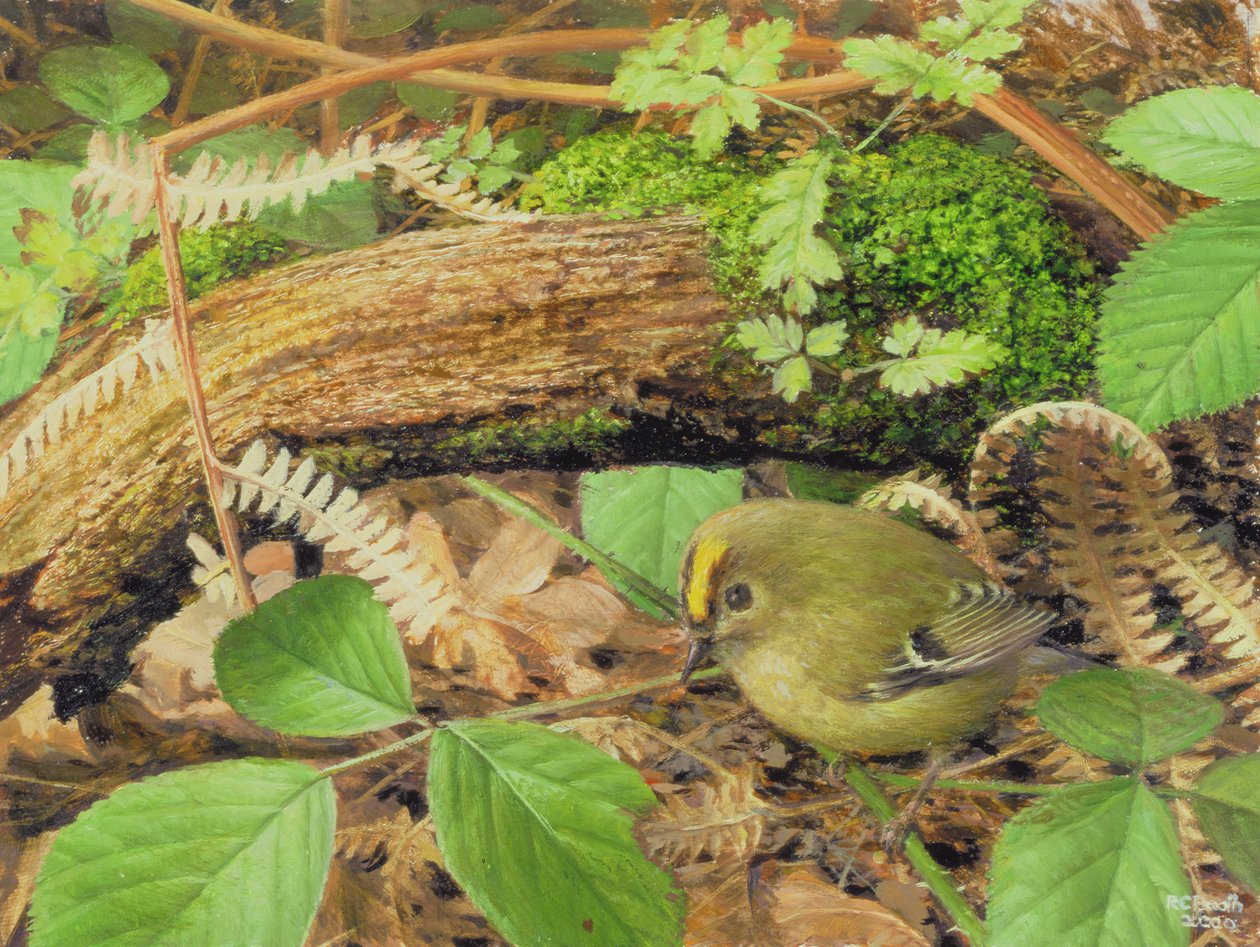 Gold Crest, 2000 (olio su tavola) da Raymond Booth