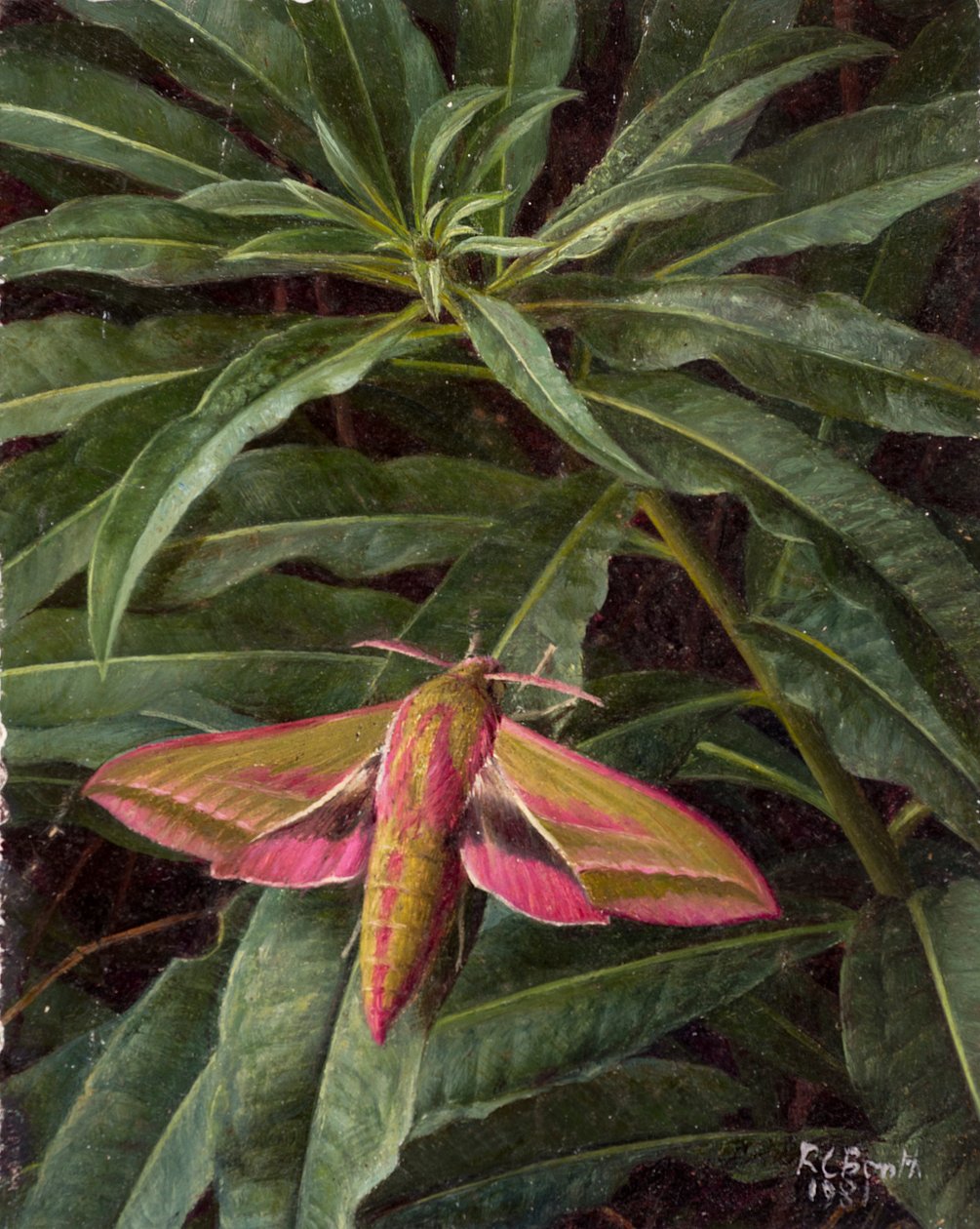 Falena del falco sul fogliame da Raymond Booth