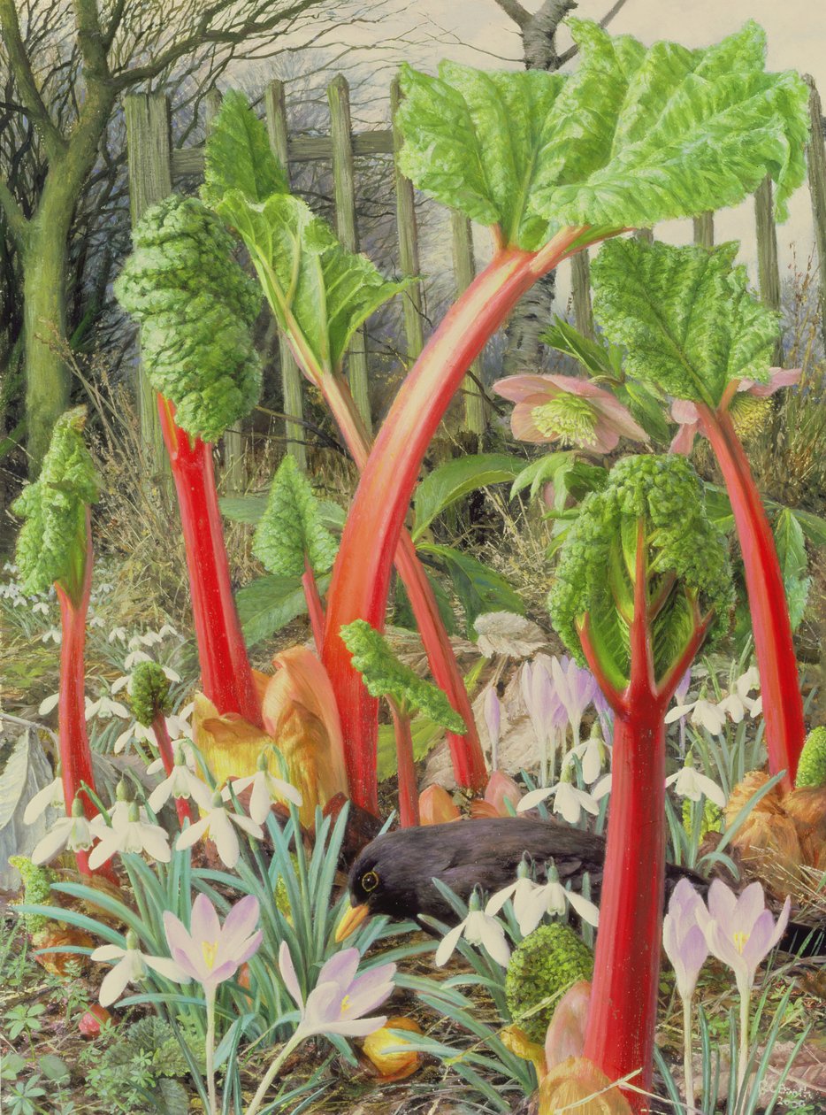 Nel campo del rabarbaro, 2000 (olio su tavola) da Raymond Booth