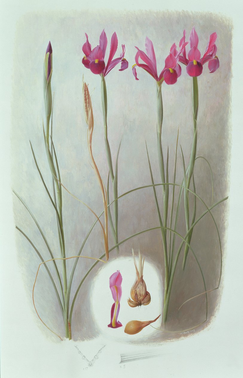 Iris filifolia da Raymond Booth