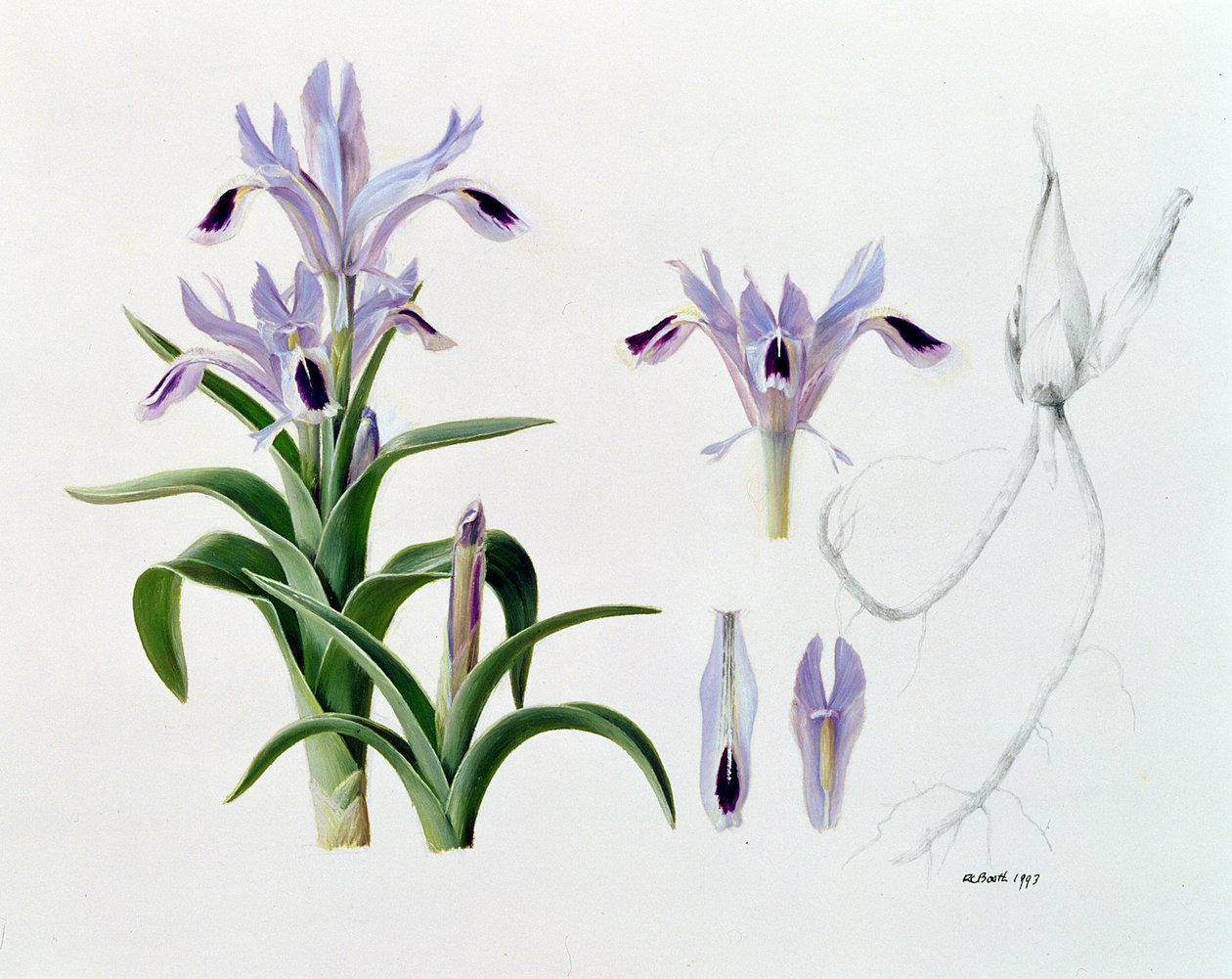 Iris Kuschakewiczii da Raymond Booth