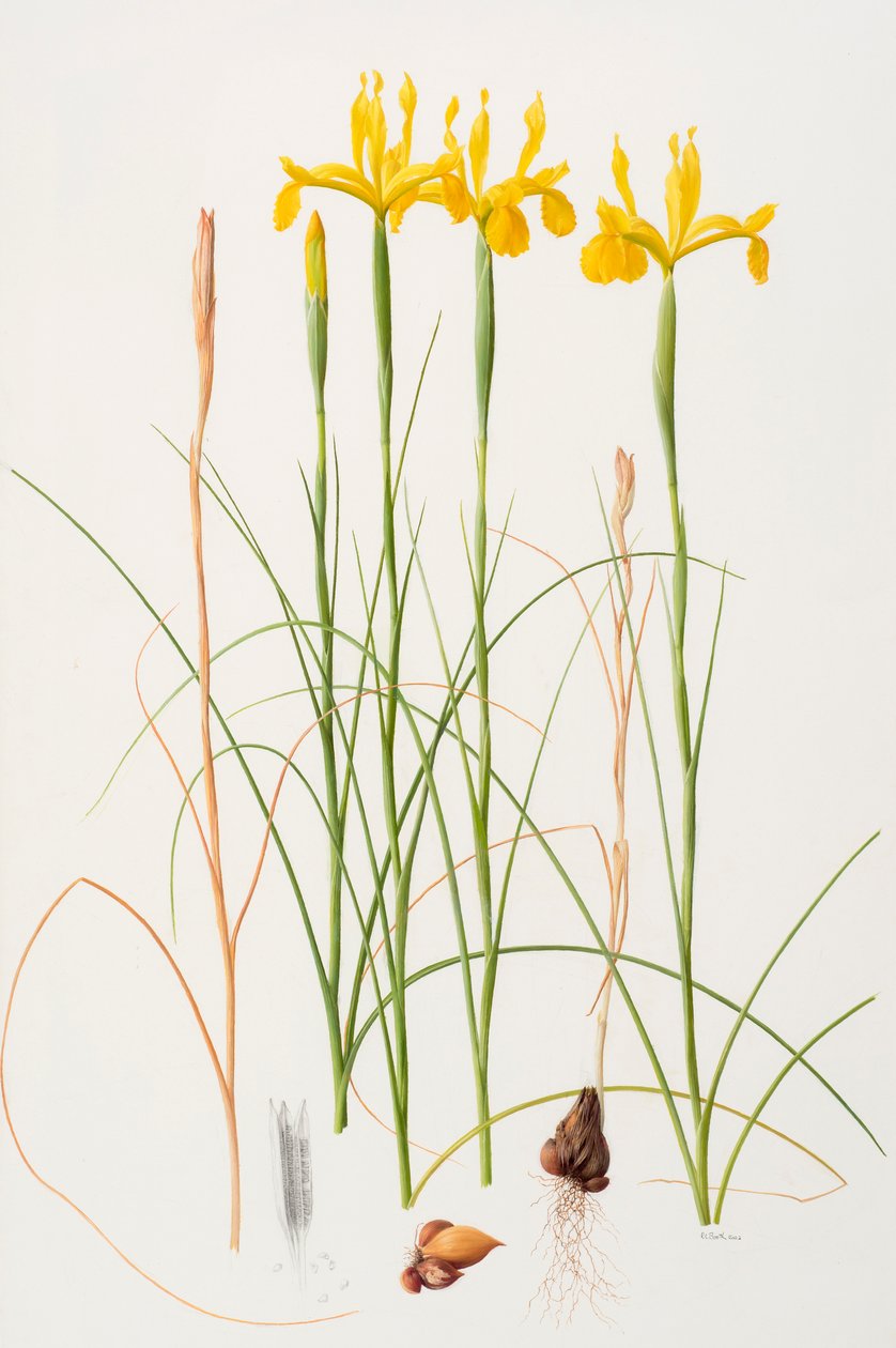 Iris spuria, 2002 (olio su carta) da Raymond Booth