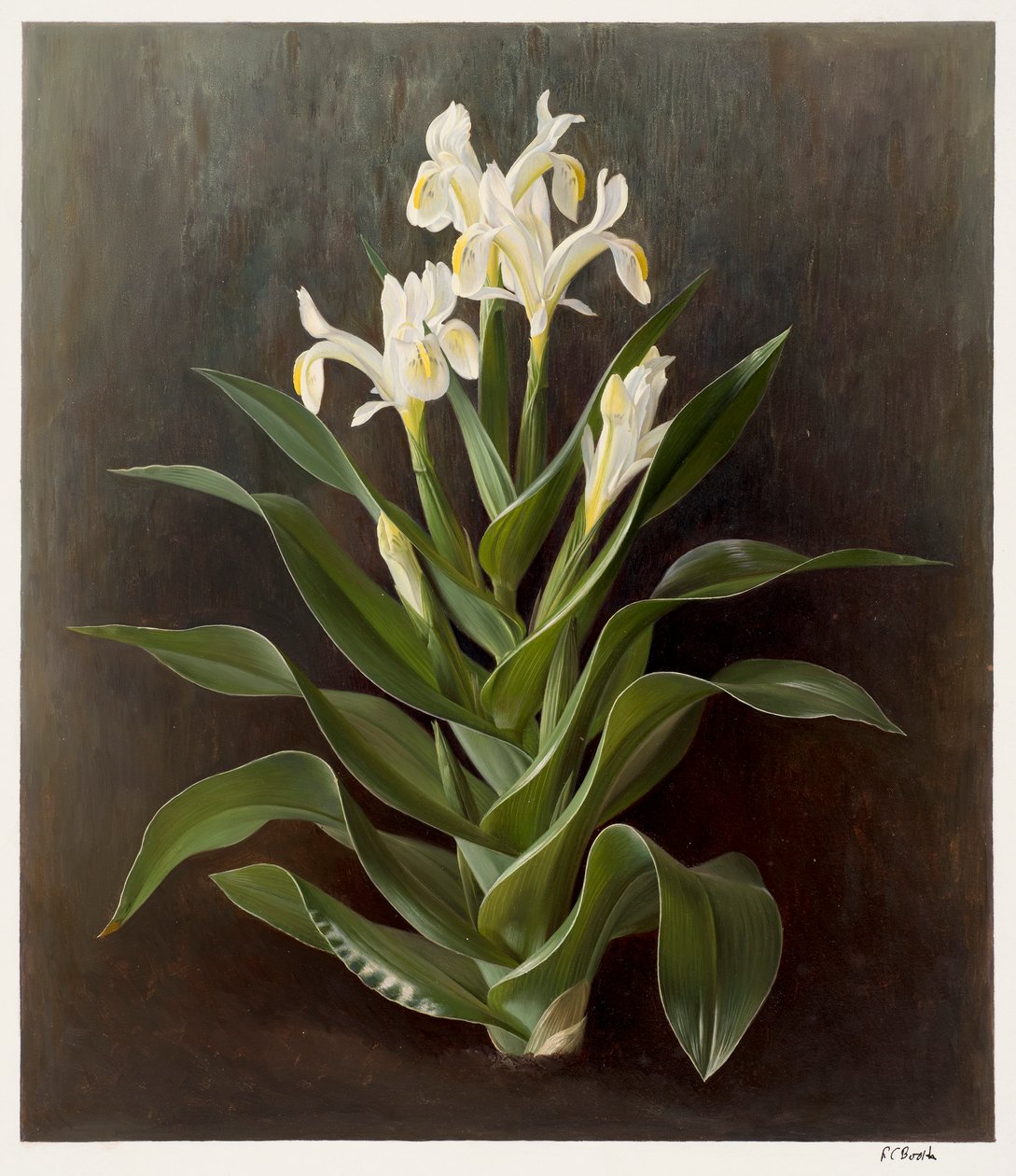 Iris willmottiana alba (olio su carta) da Raymond Booth