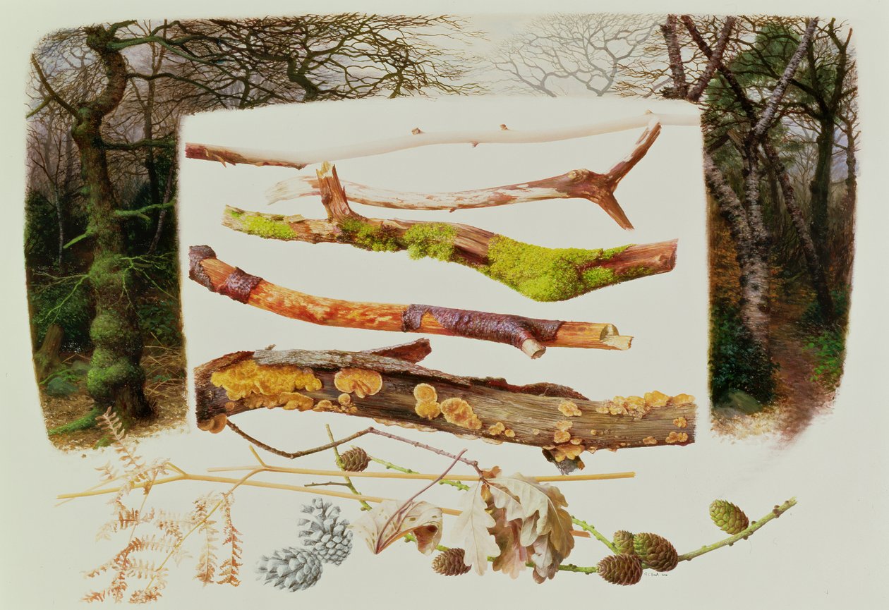 Elementi del bosco invernale, 2000 (olio su carta) da Raymond Booth