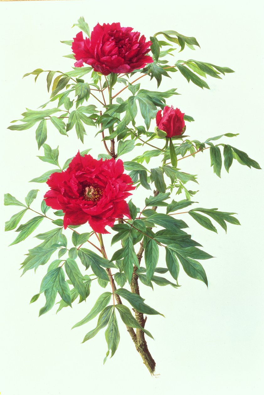 Paeonia giapponese da Raymond Booth