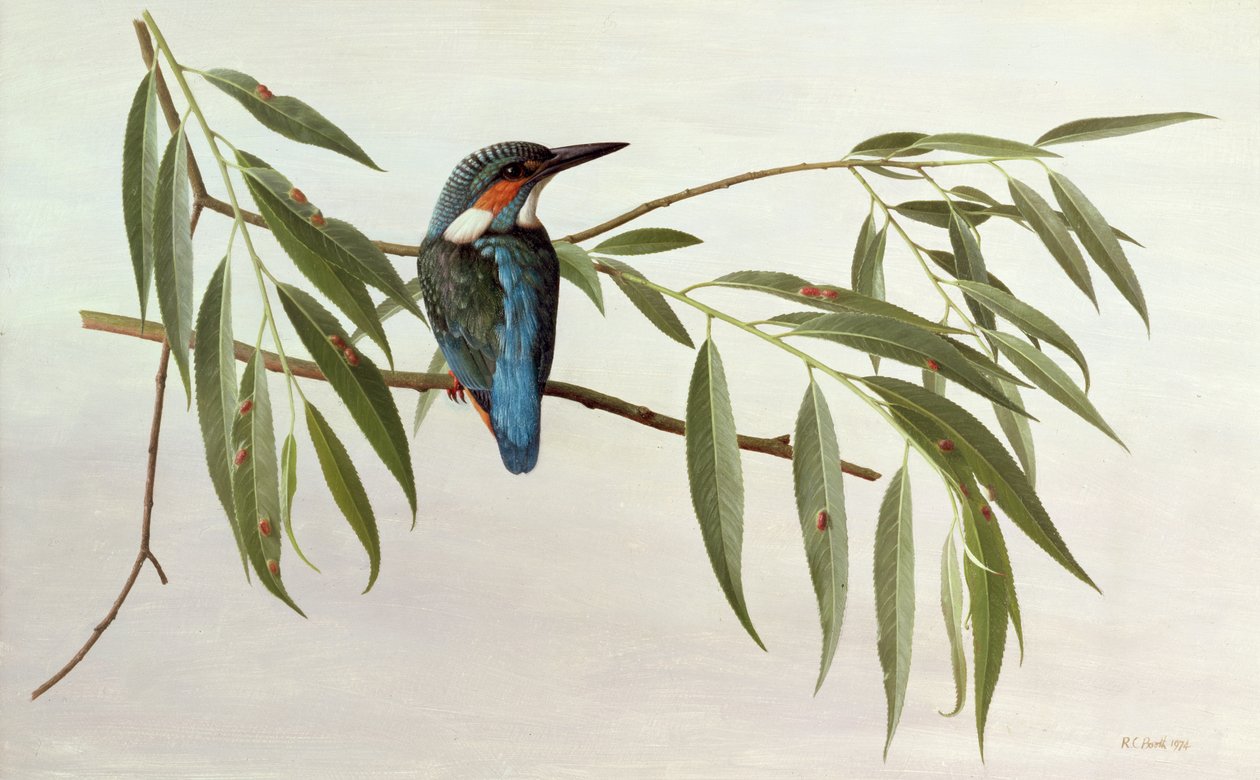 Martin pescatore da Raymond Booth
