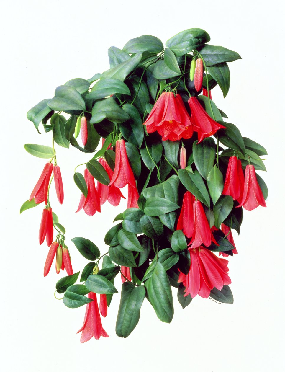 Lapegeria Rosea da Raymond Booth