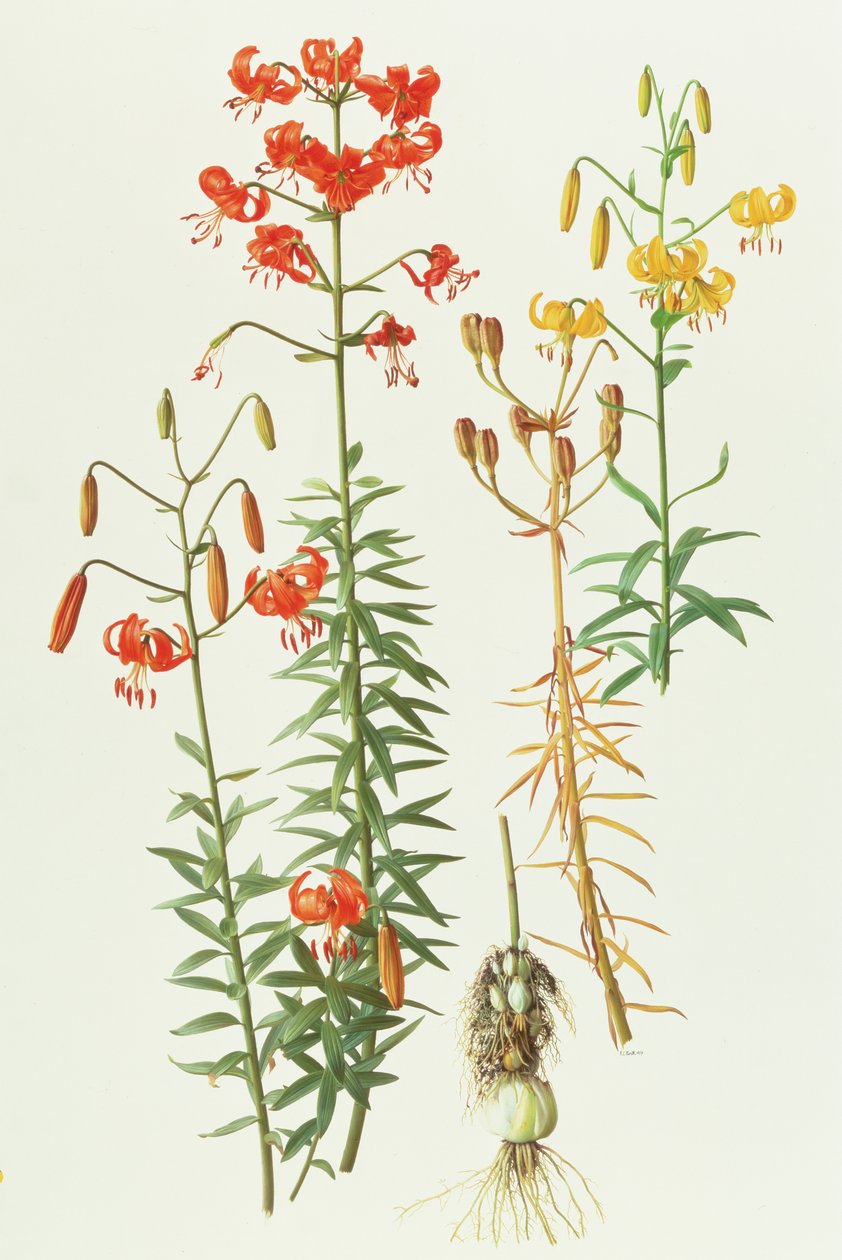 Lilium amabile da Raymond Booth