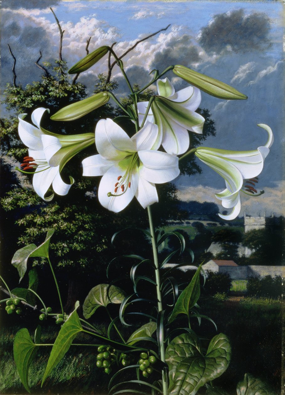 Lilium Emerald, 1959 circa (olio su tavola) da Raymond Booth