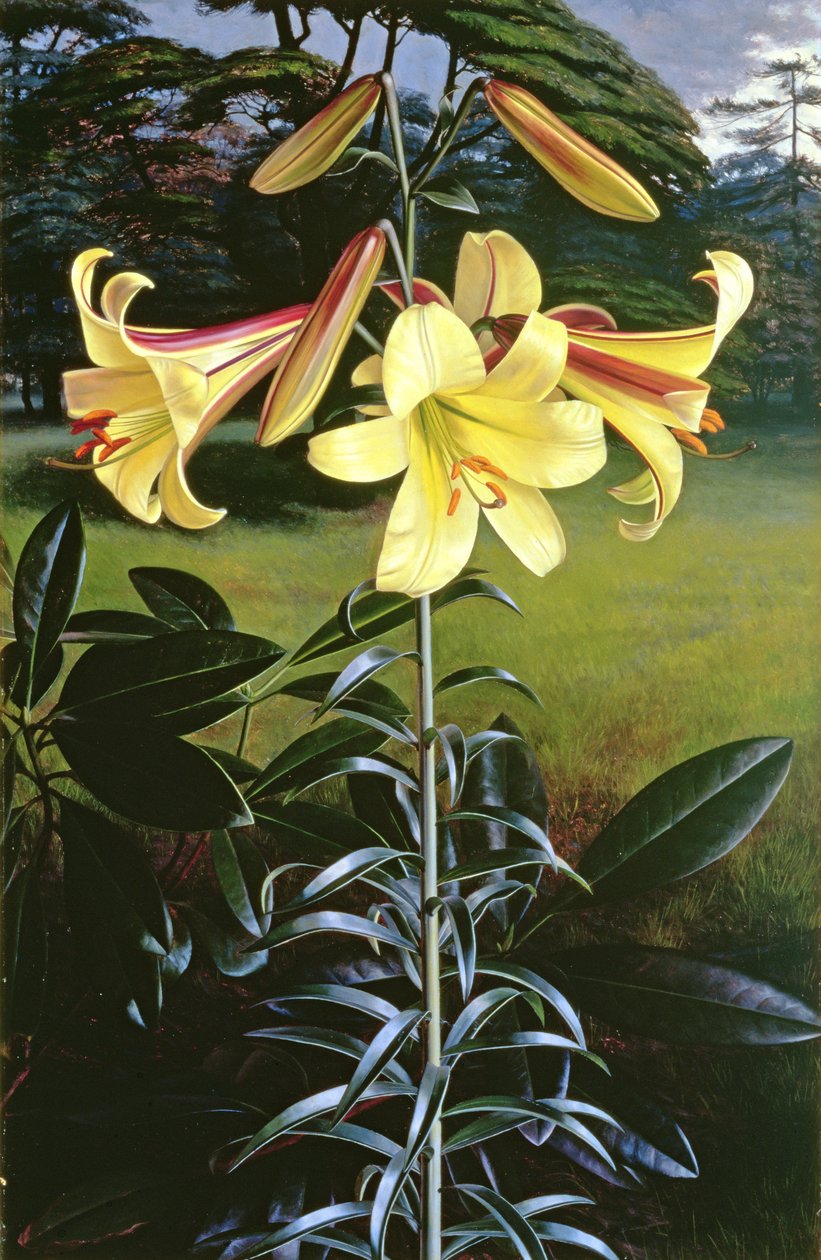 Lilium Golden Clarion da Raymond Booth