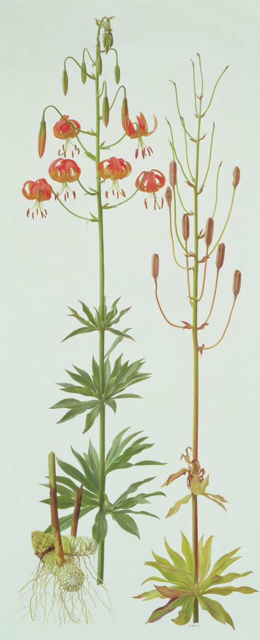 Lilium Pardalinum da Raymond Booth
