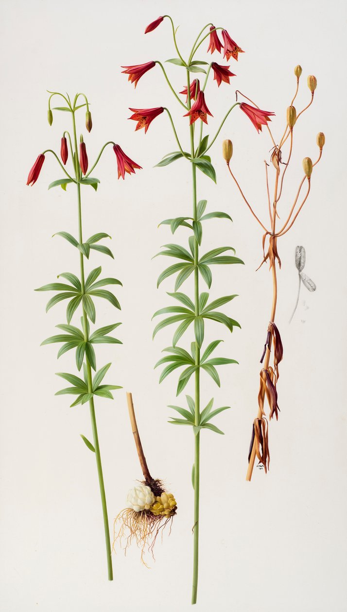 Lilium grayi da Raymond Booth