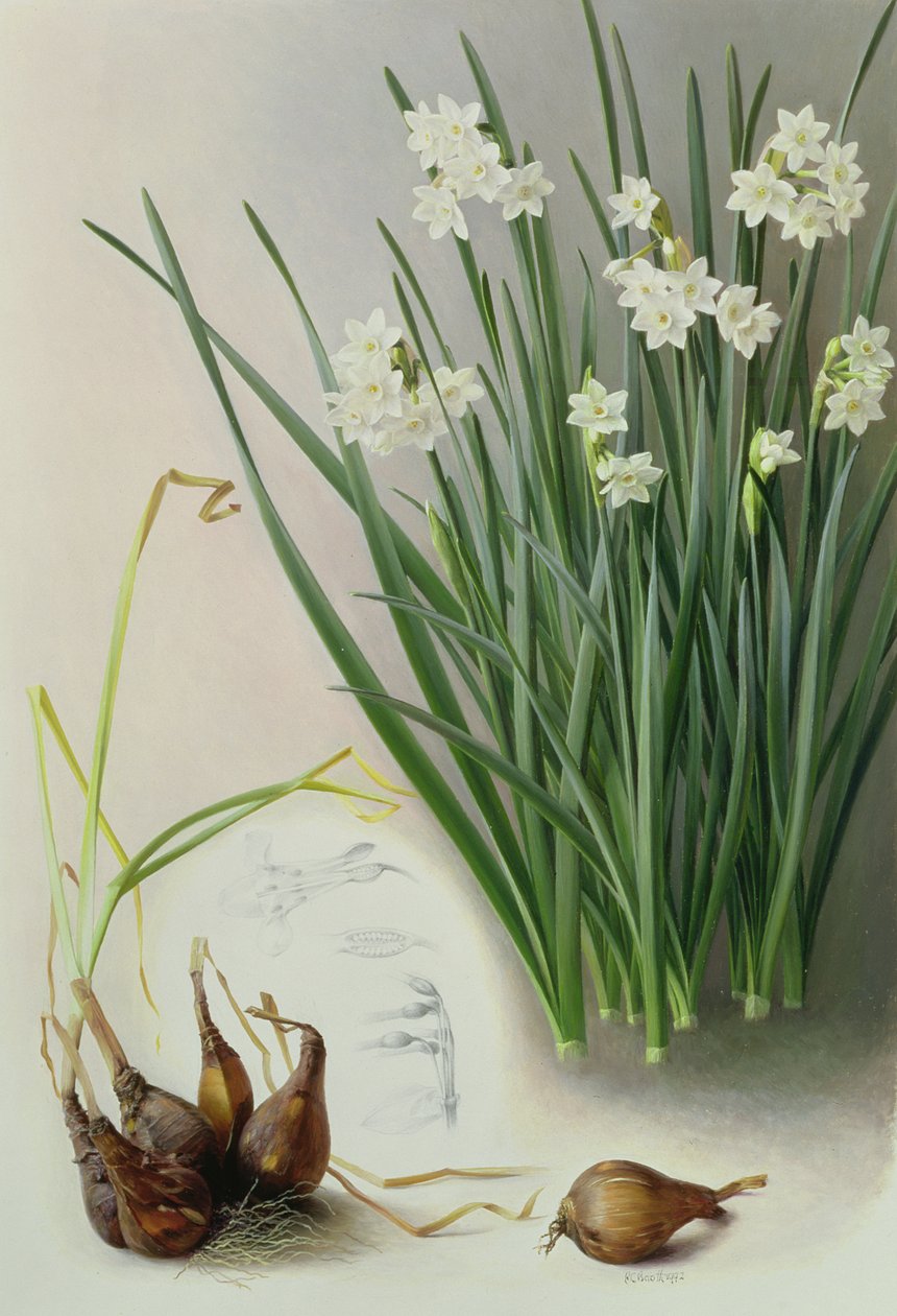 Narciso Panniziano da Raymond Booth