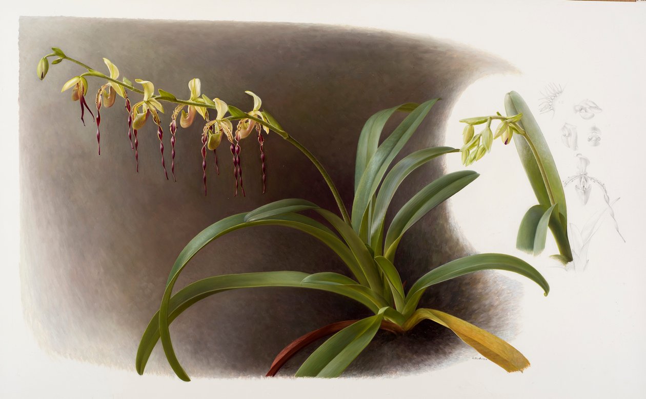 Orchidee da Raymond Booth