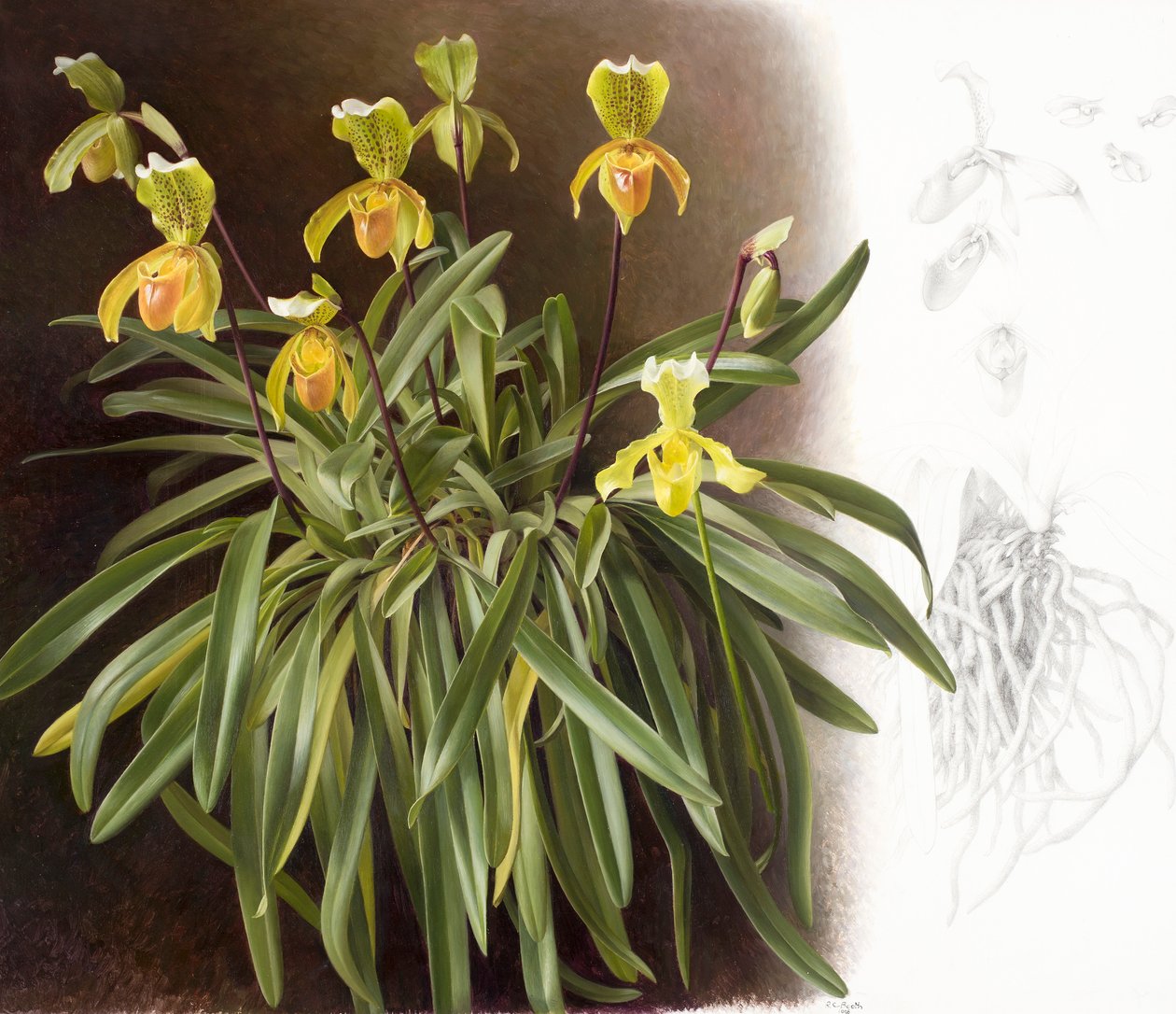 Orchidee da Raymond Booth