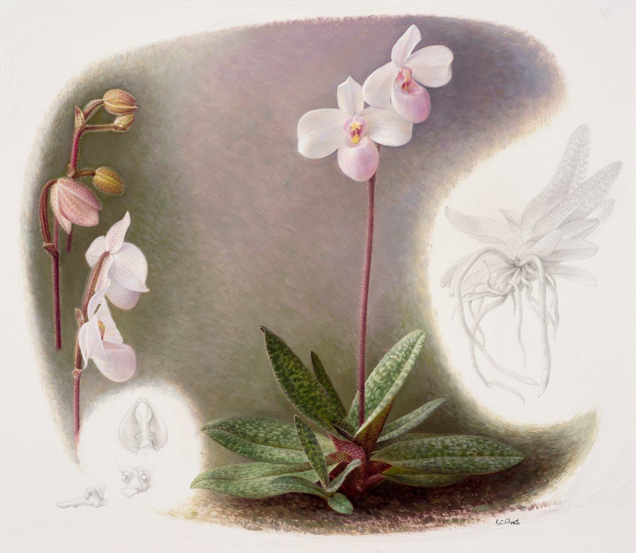 Paphiopedilium delenatii (olio su carta) da Raymond Booth