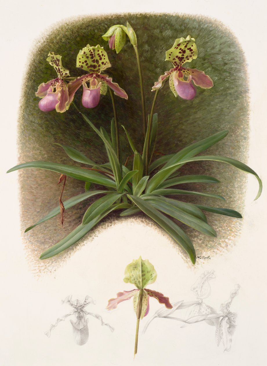 Paphiopedilium henryi (olio su carta) da Raymond Booth